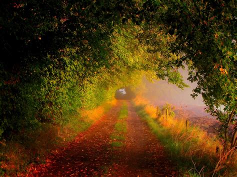 Nature Forest Field Trees Leaves Colorful Road Path Autumn