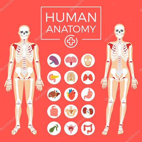 Человеческая анатомия Мужское и женское тело скелетная система набор внутренних органов