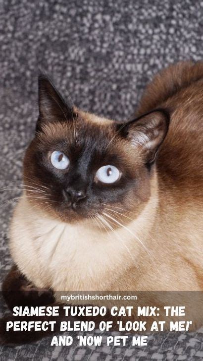 Siamese Tuxedo Cat Mix 15 Fascinating Facts About Siamese Tuxedo Cat