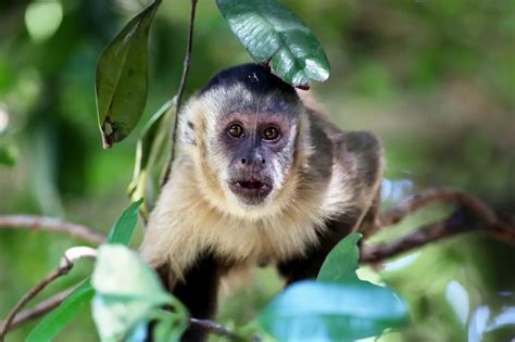 Capuchin Monkey As A Pet Cost To Get One And Do They Make Good Pets