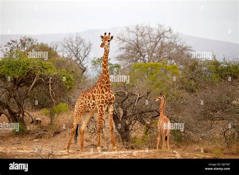 Shrubland Animals High Resolution Stock Photography And Images Alamy
