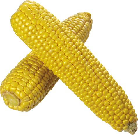 All corn png images are displayed below available in 100% png transparent white background for free browse and download free corn plant png transparent image transparent background image. Corn PNG Image - PurePNG | Free transparent CC0 PNG Image Library