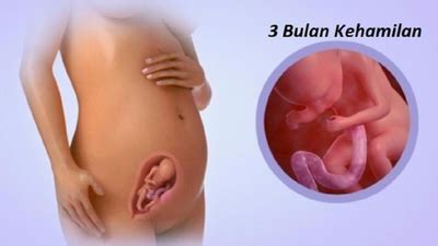 Video ini membahas tentang kapan perut akan keliatan membesar saat hamil berapa bulan? Bentuk Perut Hamil Anak Perempuan Atau Laki Laki - Berbagi ...