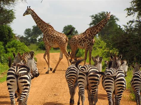 Hd Wallpaper Photo Of Giraffe And And Zebra Walking On Roadway Between