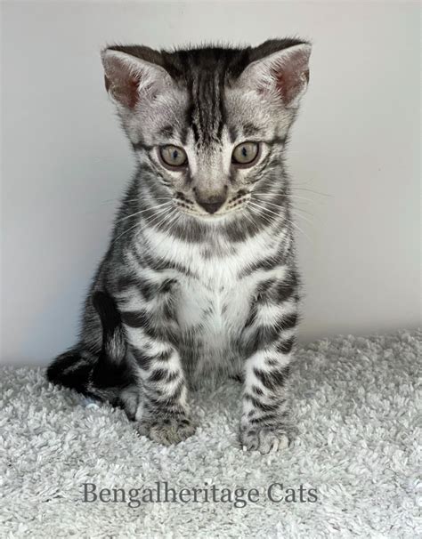 Silver Bengal Kittens Bengalheritage Cats Ltd View More