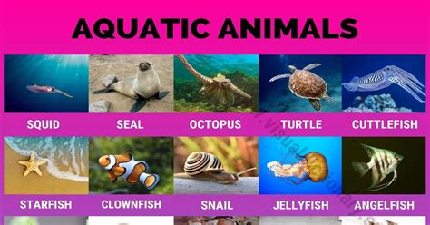 Aquatic Animals List