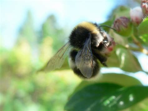 Filebumblebee Bombus Insect