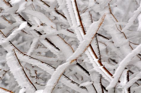 Free Images Tree Branch Snow Cold Winter White Leaf Frost Ice