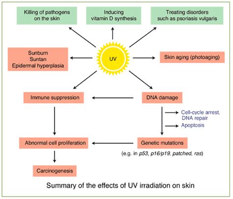 2 Effects Of Uv Radiation On Human Skin Download Scientific Diagram