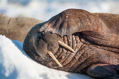 Arctic Walrus Turns Up In Ireland Likely Floated There Accidentally