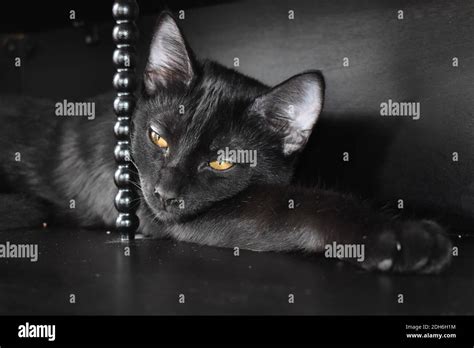 House Panther House Cat Black Cat Stock Photo Alamy