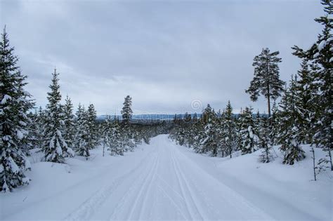 Winter Landscape In Hedmark County Norway Winter Wonderland Snow