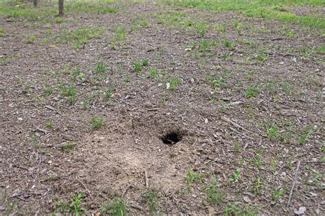 How To Diagnose A Hole In The Lawn Hunker Striped Skunk Digging