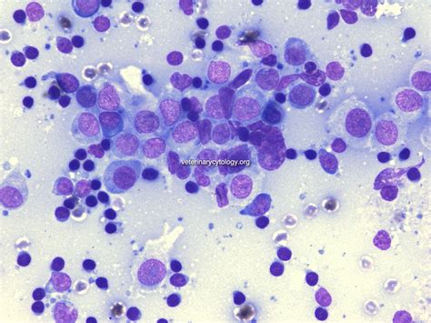 Histiocytosis In Dogs