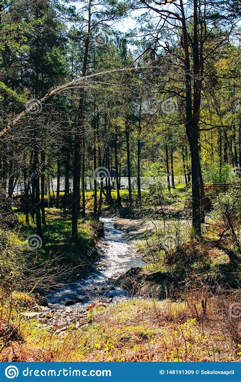 Misty River Through A Forest Stream In The Wood Beautiful Natural