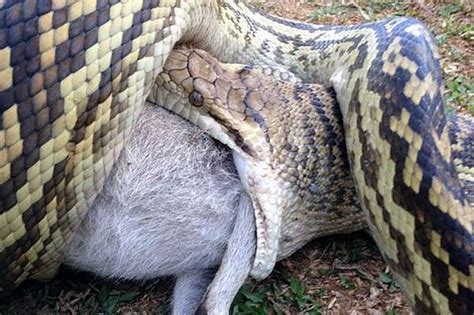 4 Metre Long Python Gobbles Up Wallaby With Joey In Pouch Whole To