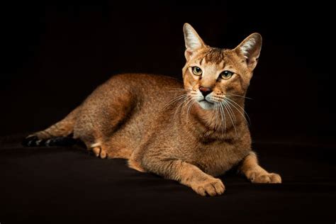 Chausie Cat Breed Profile Characteristics Care