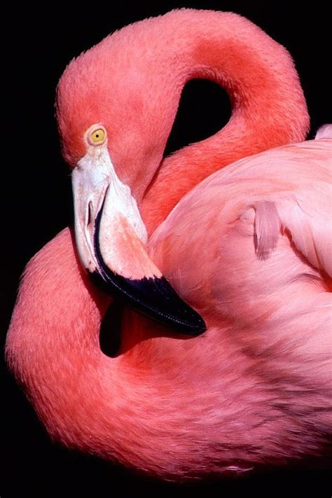 Four flamingo species are distributed throughout the americas, including the caribbean, and two species are native to africa, asia, and europe. Flamingo | Flamingo, Pink flamingos, Flamingo pictures