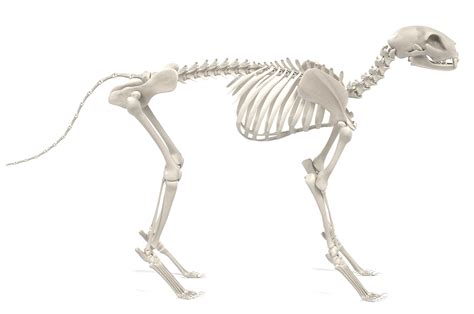 A labyrinth of muscles, ligaments, and tendons helps the kitty to strut, chase, communicate. Cat Skeleton - How Many Bones Does A Cat Have?