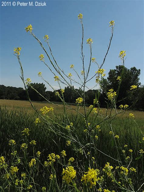 Brassica Nigra Black Mustard Minnesota Wildflowers