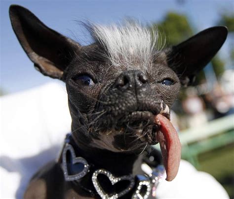 A Look Back At Sonoma Marin Fairs Worlds Ugliest Dogs