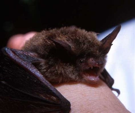 hungry bats prompt firefly flashes