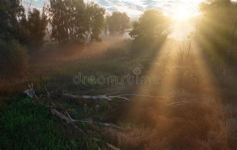 Enchanted Morning Summer Green Meadow In Fog And Sunlight Stock Photo
