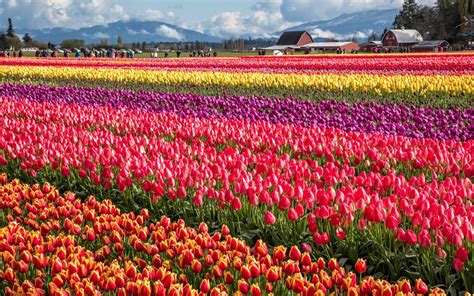 Today the field tulips are the crops of the washington bulb co., inc/roozengaarde. 30 Dreamy Places To Visit In North America - Page 2 of 16 ...