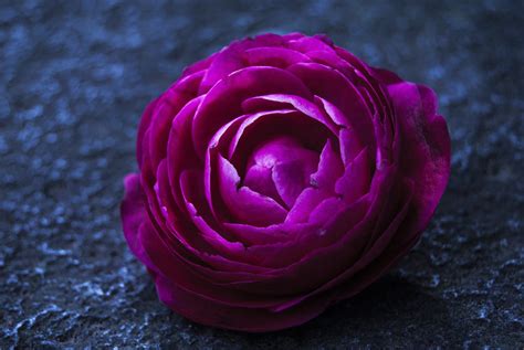 1366x768 Wallpaper Purple Petaled Flower Peakpx