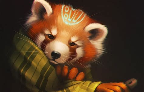 Обои взгляд медведь арт панда плед Red Panda картинки на рабочий