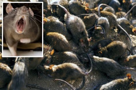 Rat Invasion 100 Million Rodents To Invade Brit Homes Amid Coldest
