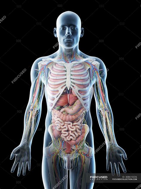 Male Upper Body Anatomy And Internal Organs Computer Illustration Vascular Thorax Stock