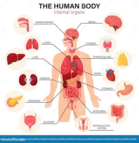 órganos Internos Del Cuerpo Humano Diagrama Afiche Infográfico Plano