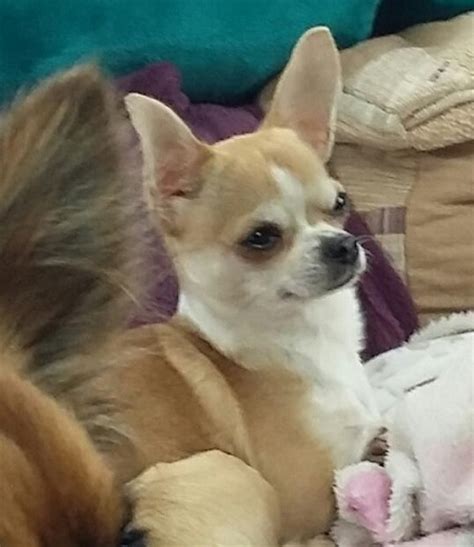 Dogs Needing Adoption Chihuahua Rescue Uk