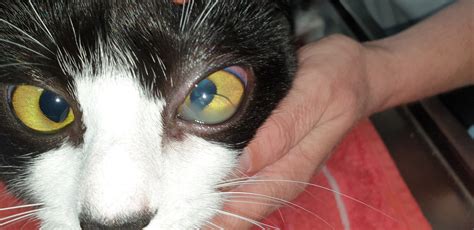 Anterior Lens Luxation In A Cat Roptometry