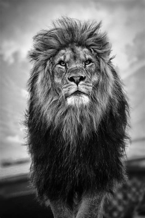 We have 72 amazing background pictures carefully picked by our community. In black& African Male Lion. | Lion wallpaper, Black and ...