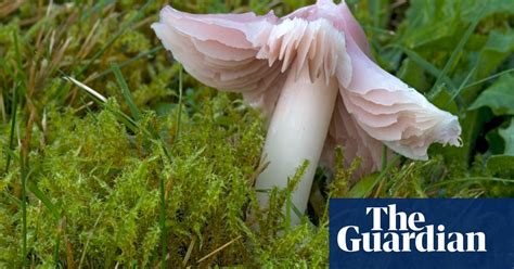 Country Diary We Find Four Globally Rare Fungi By Lunchtime Fungi