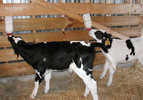 Livestock Cattle Feed Management Animal Husbandry Home