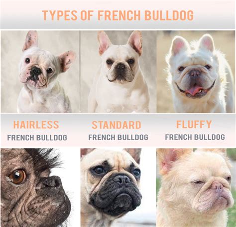 Types Of French Bulldog Coat And Color Varieties Hubpages