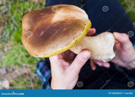 Large Edible Mushroom In Female Hands In A Sunny Autumn Forest Concept