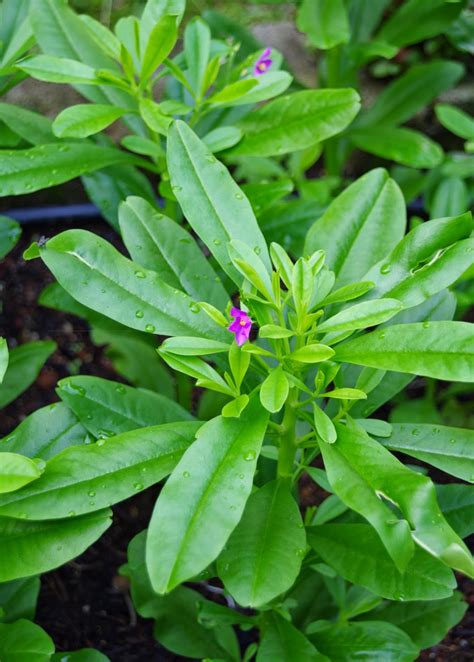 Java Ginseng Plant Talinum Paniculatum Medicinal Herb Sow Exotic