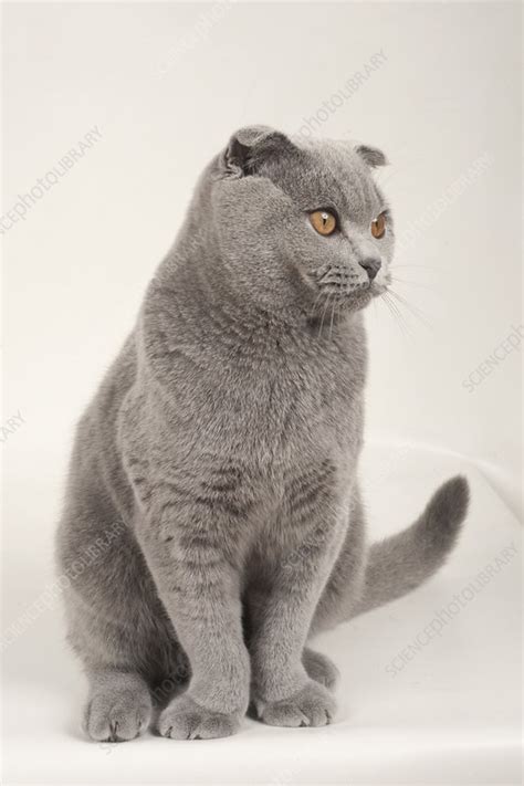 Adult Male Blue Scottish Fold Cat With Golden Eyes Stock Image C052