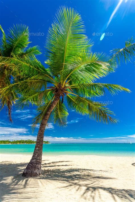 Tropical Beach With Coconut Palm Trees And Clear Lagoon Fiji Is