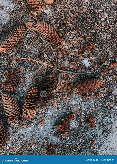 Vertical Closeup Shot of Pinecones on the Ground Stock Image - Image of