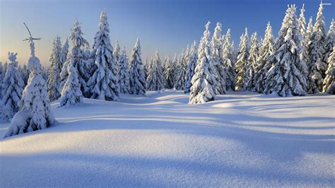 Winter HD Wallpapers Backgrounds Wallpaper | Snow forest, Winter ...