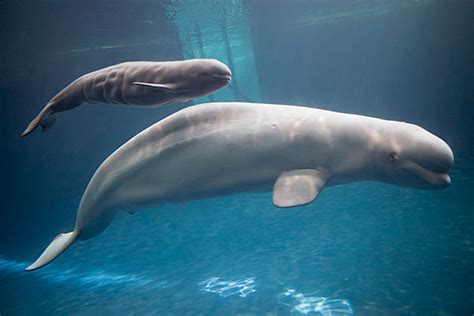Baby Beluga Whale Born At Chicagos Shedd Aquarium