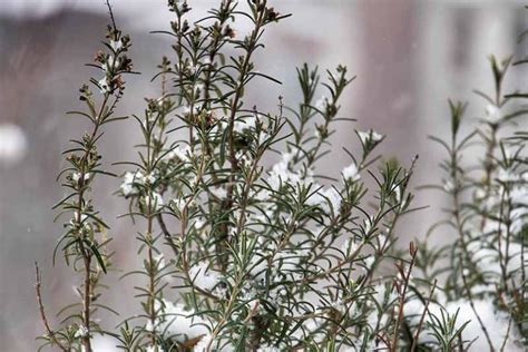 How To Protect Rosemary Plants In The Winter Gardeners Path