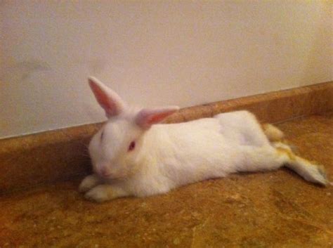 Maybe you would like to learn more about one of these? Jerry, Rabbit of pet parent Rakesh | Pawshake