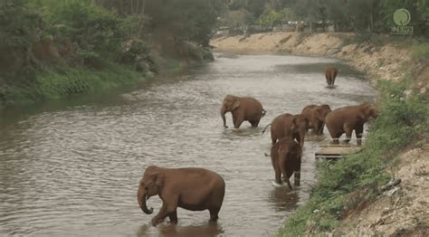 Incredible Moment Elephants Run To Find A Missing Member Of Their Herd