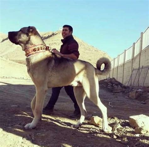 Just A Turkish Kangal Walking His Human Kangal Dog Dog Breeds Huge Dogs